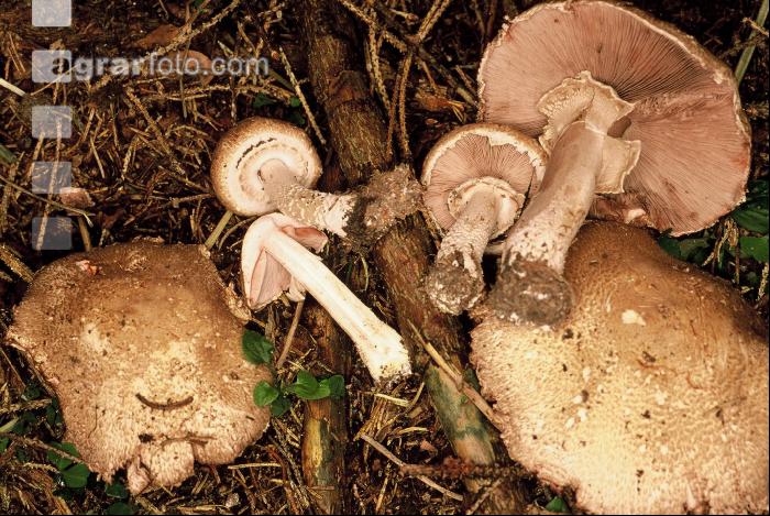 Waldchampignon