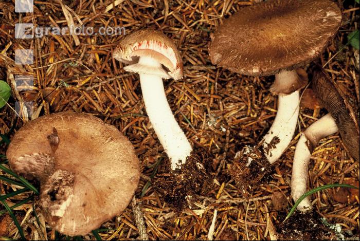 Waldchampignon 2