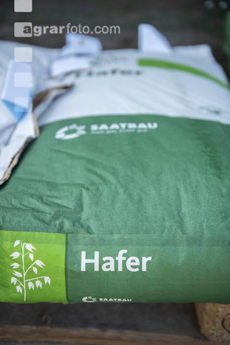 Hafer Saatgut 4