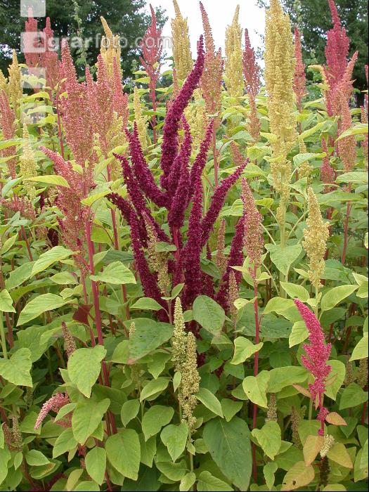 Amaranth