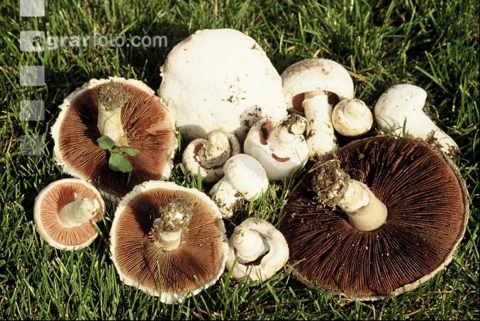 Wiesenchampignon