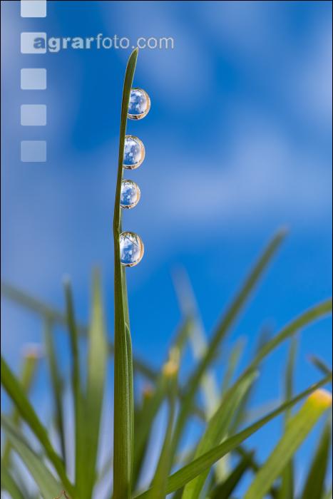 Wasserperlen 2