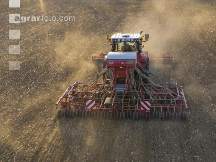 Erbsen Mulchsaat 3