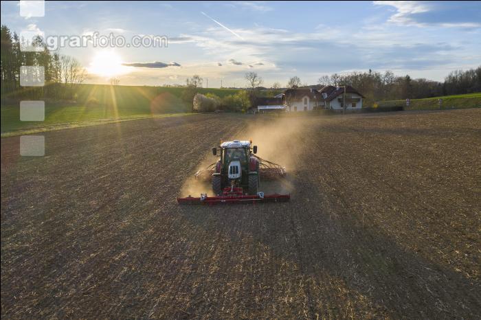 Erbsen Mulchsaat 2
