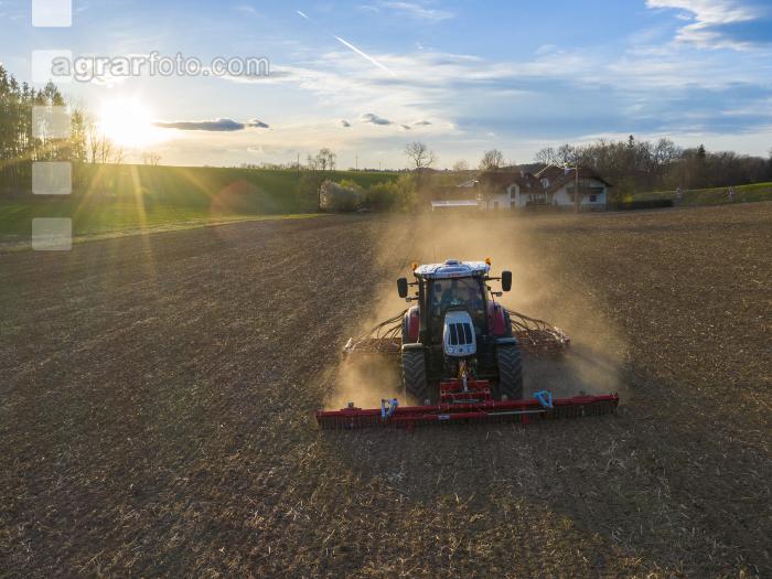 Erbsen Mulchsaat 1
