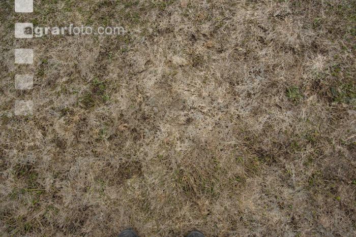 Wiese nach Winter 16
