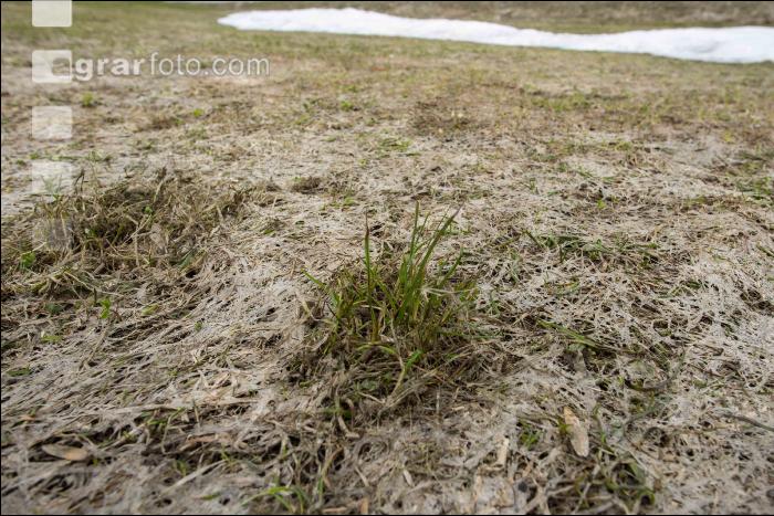 Wiese nach Winter 15