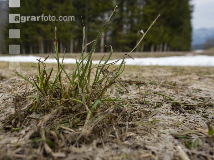 Wiese nach Winter 14