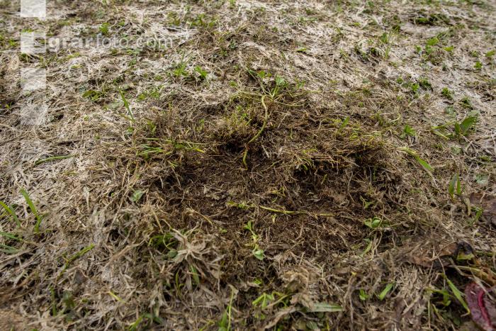 Wiese nach Winter 12