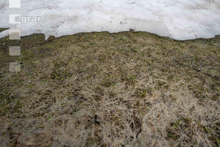 Wiese nach Winter 11