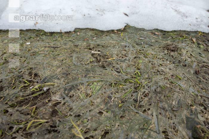 Wiese nach Winter 10