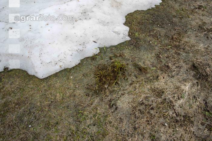 Wiese nach Winter 9