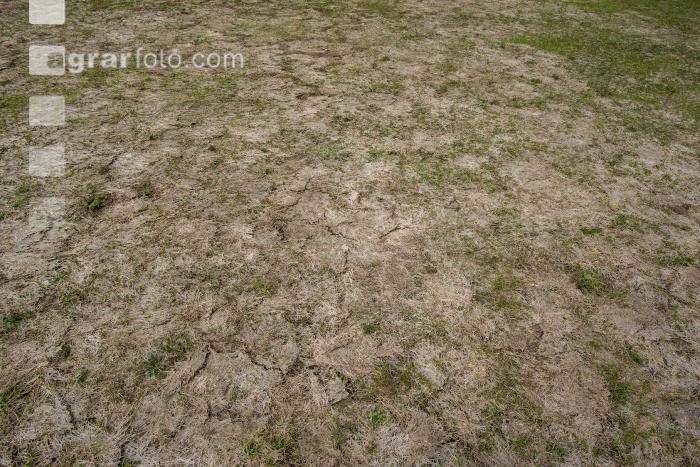Wiese nach Winter 8