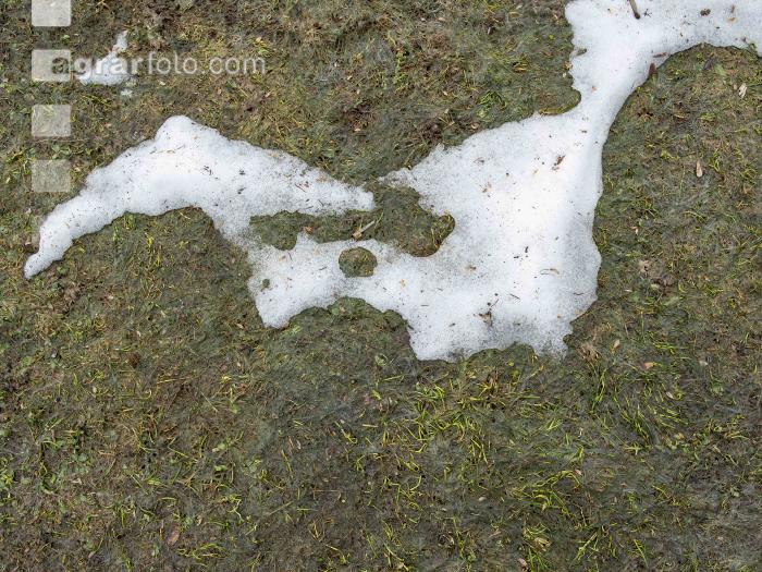 Wiese nach Winter 4