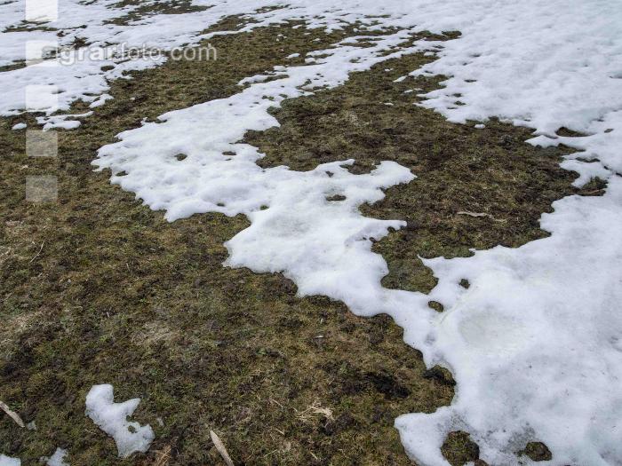 Wiese nach Winter 2