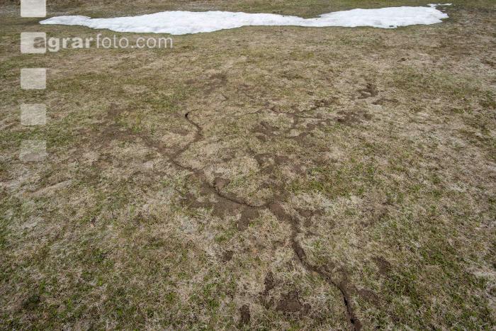 Wühlmausschäden nach Winter 8
