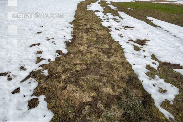 Wühlmausschäden nach Winter 3