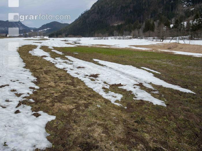 Wühlmausschäden nach Winter 1
