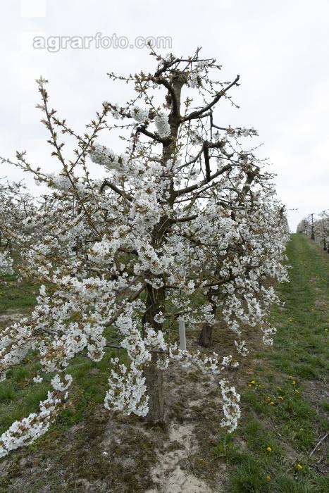 Kirsche Blüte 42