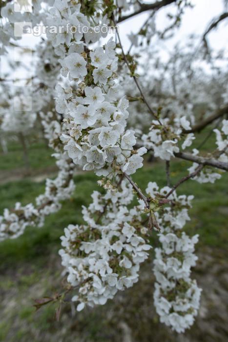 Kirsche Blüte 38