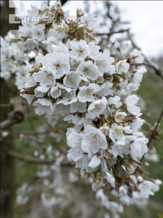 Kirsche Blüte 37