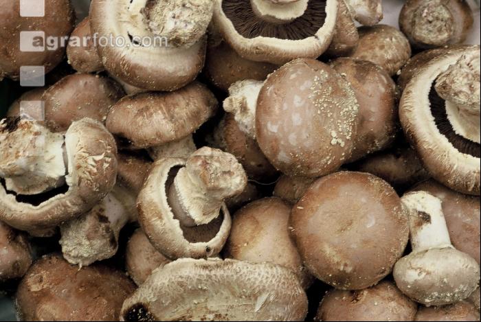 Zuchtchampignon