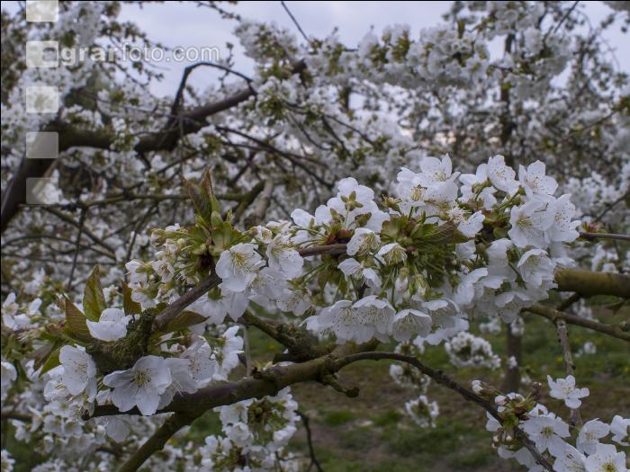 Kirsche Blüte 34