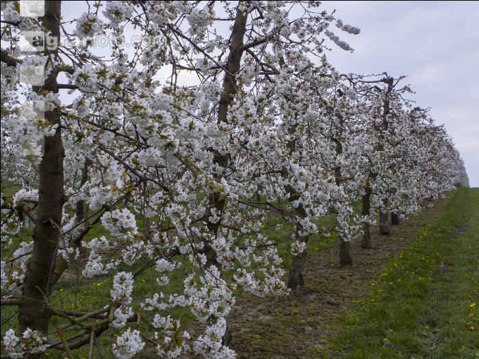 Kirsche Blüte 33