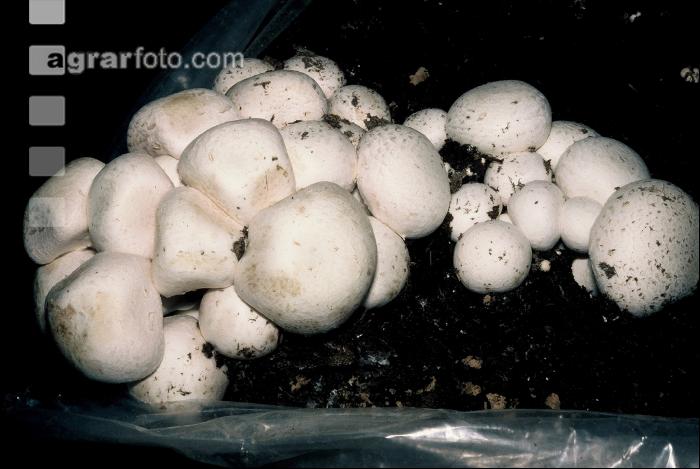 Zuchtchampignon