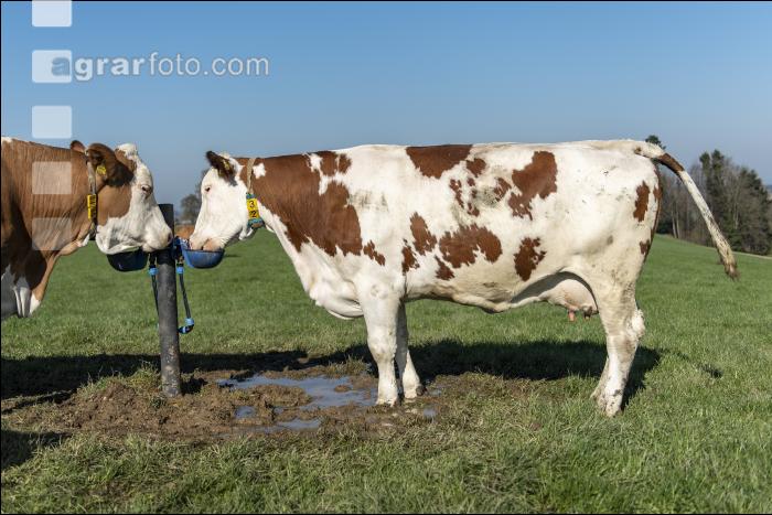 Fleckvieh auf Weide 50