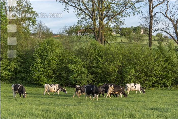 Holstein Weide 180