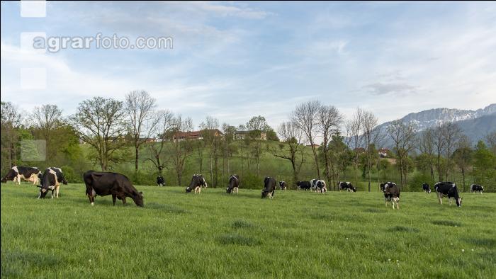 Holstein Weide 179