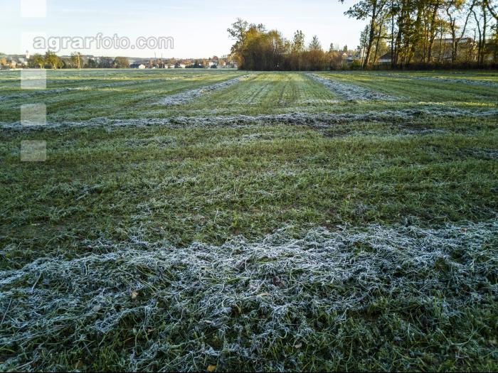 Silieren mit Frost 3