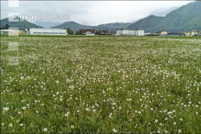 Lückige Wiese mit Löwenzahn 2