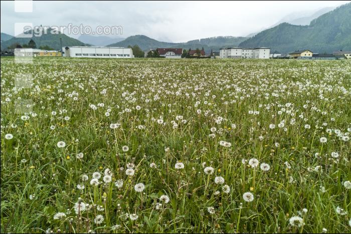 Lückige Wiese mit Löwenzahn 1