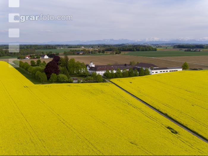 Rapsblüte in Alpenvorland 19