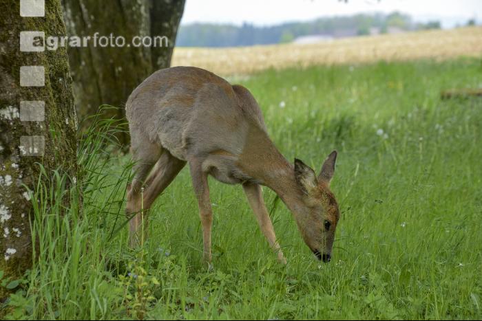 1-jährige Rehgeiß 4