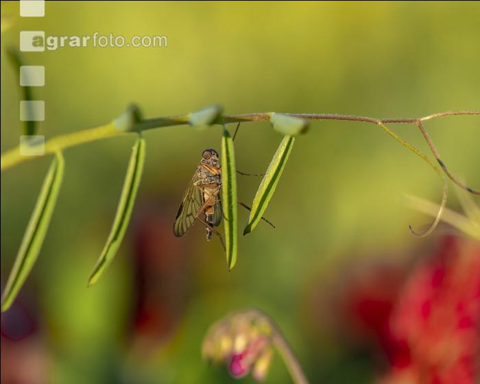 Schnepfenfliege 4