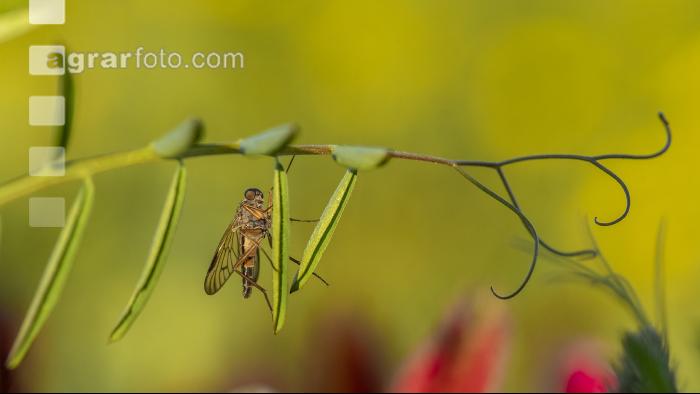 Schnepfenfliege 3