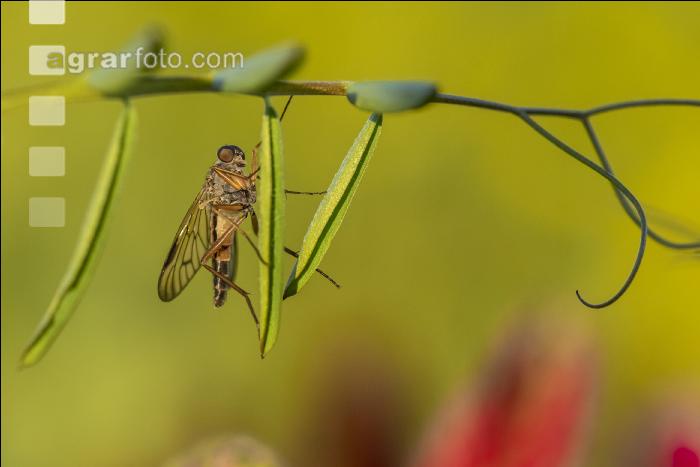 Schnepfenfliege 2