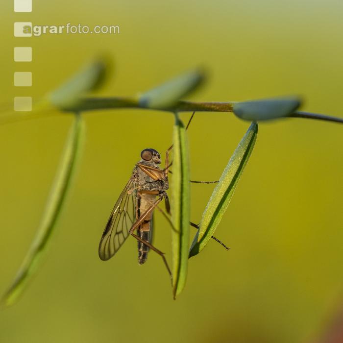 Schnepfenfliege 1
