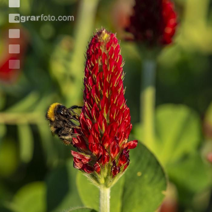 Hummel auf Inkarnatklee 4