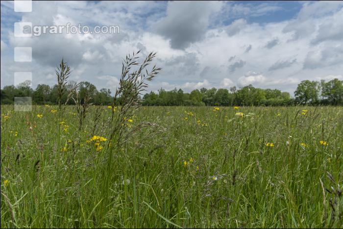 Extensiv meadow 10
