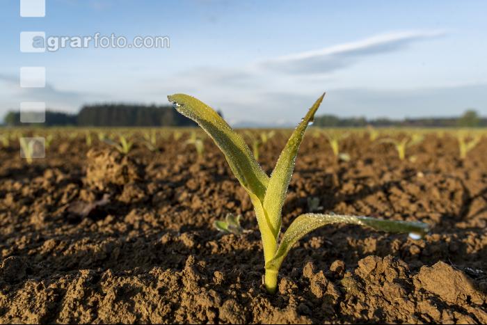 Mais 3 Blatt 36
