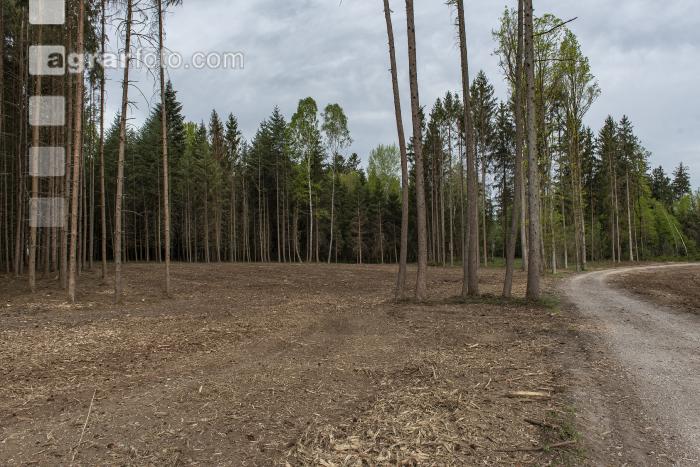 Gefräst nach Kahlschlag 8