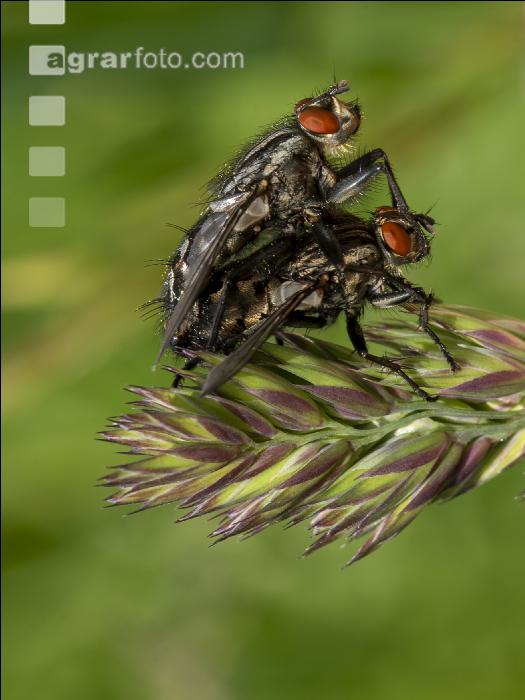Fliegen Paarung