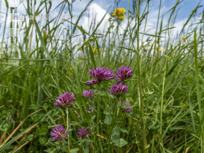Wiesenrotklee 1