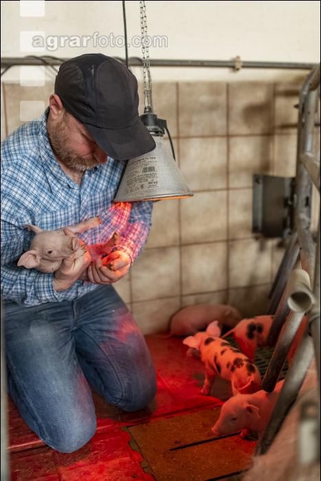 Ferkel Betreuung 77