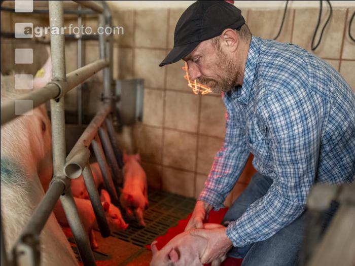 Ferkel Betreuung 72
