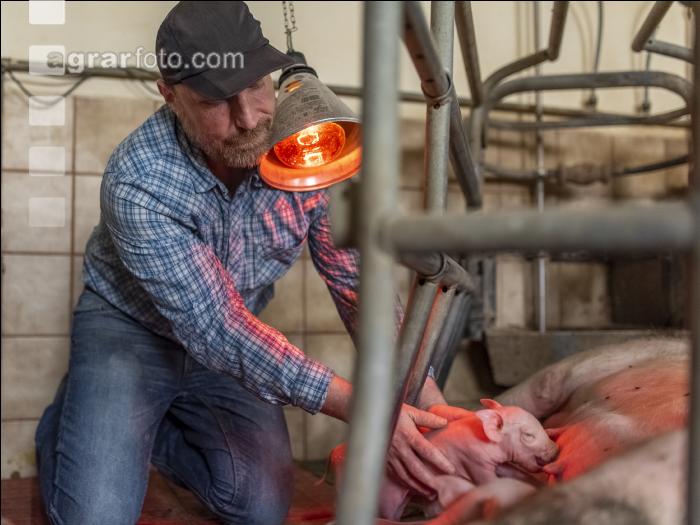Ferkel Betreuung 61